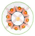 Тарелка мелкаяØ 20,5 см